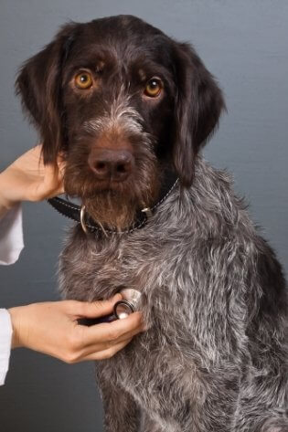 Cão sendo examinado por veterinário