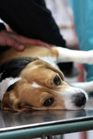 Cão sendo consultado na especialidade de Nefrologia veterinária