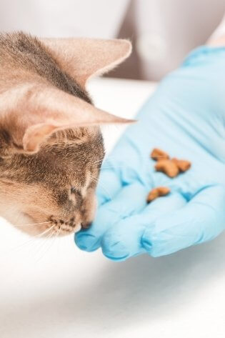 Gato recebendo orientação de Nutricionista Veterinária