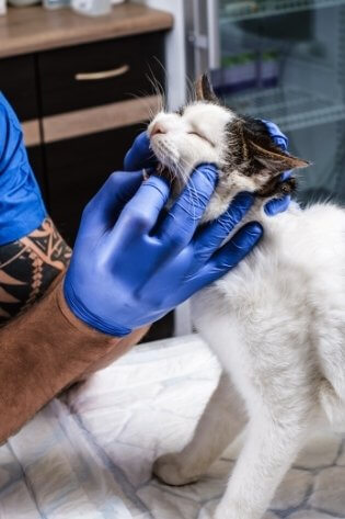 Gato recebendo atendimento em Odontologia Veterinária