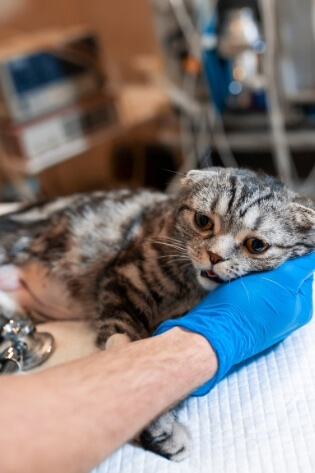 Gato sendo examinado por veterinário