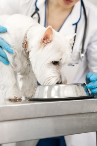 Cão recebendo alimentação durante atendimento veterinário