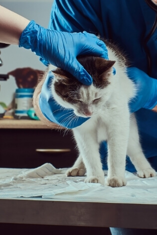Veterinário fazendo exames em gato