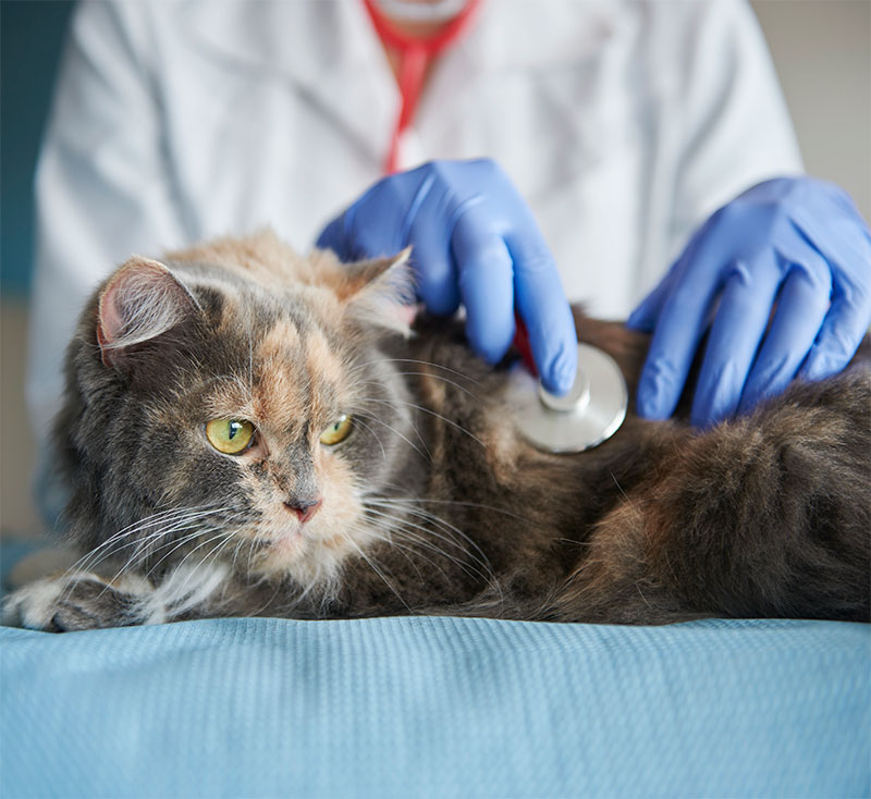 Médico veterinário examinando gato