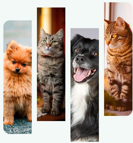 montagem de foto, com 2 gatos e 2 cachorros
