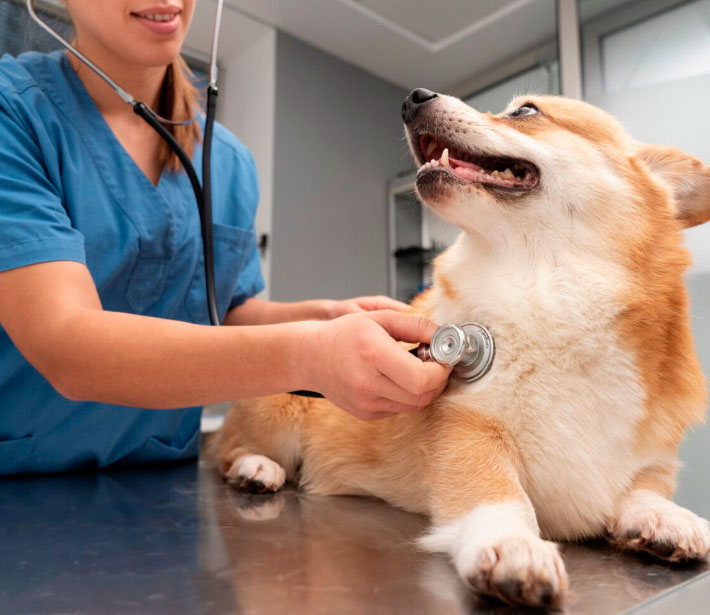 Veterinária examinando cão com estetoscópio em consulta de Cardiologia Veterinária