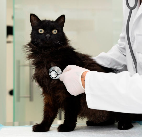 Veterinária examinando um gato durante consulta em Cardiologia Veterinária