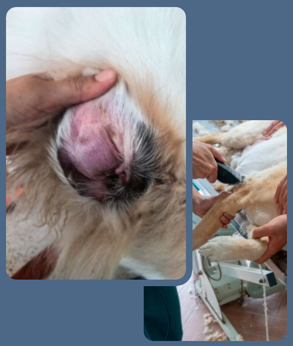 Veterinária examinando a pele e a orelha de um cão