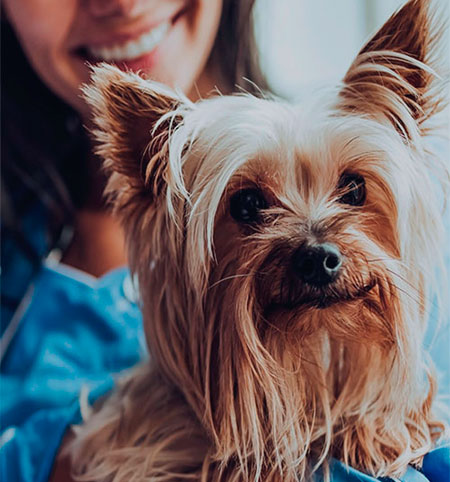 Médica veterinária segurando cachorro de porte pequeno