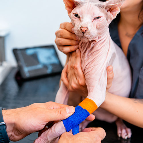 Gato sendo examinado durante atendimento de ortopedia veterinária