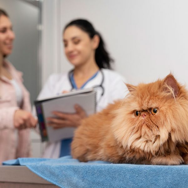 Veterinário anotando receita de gato